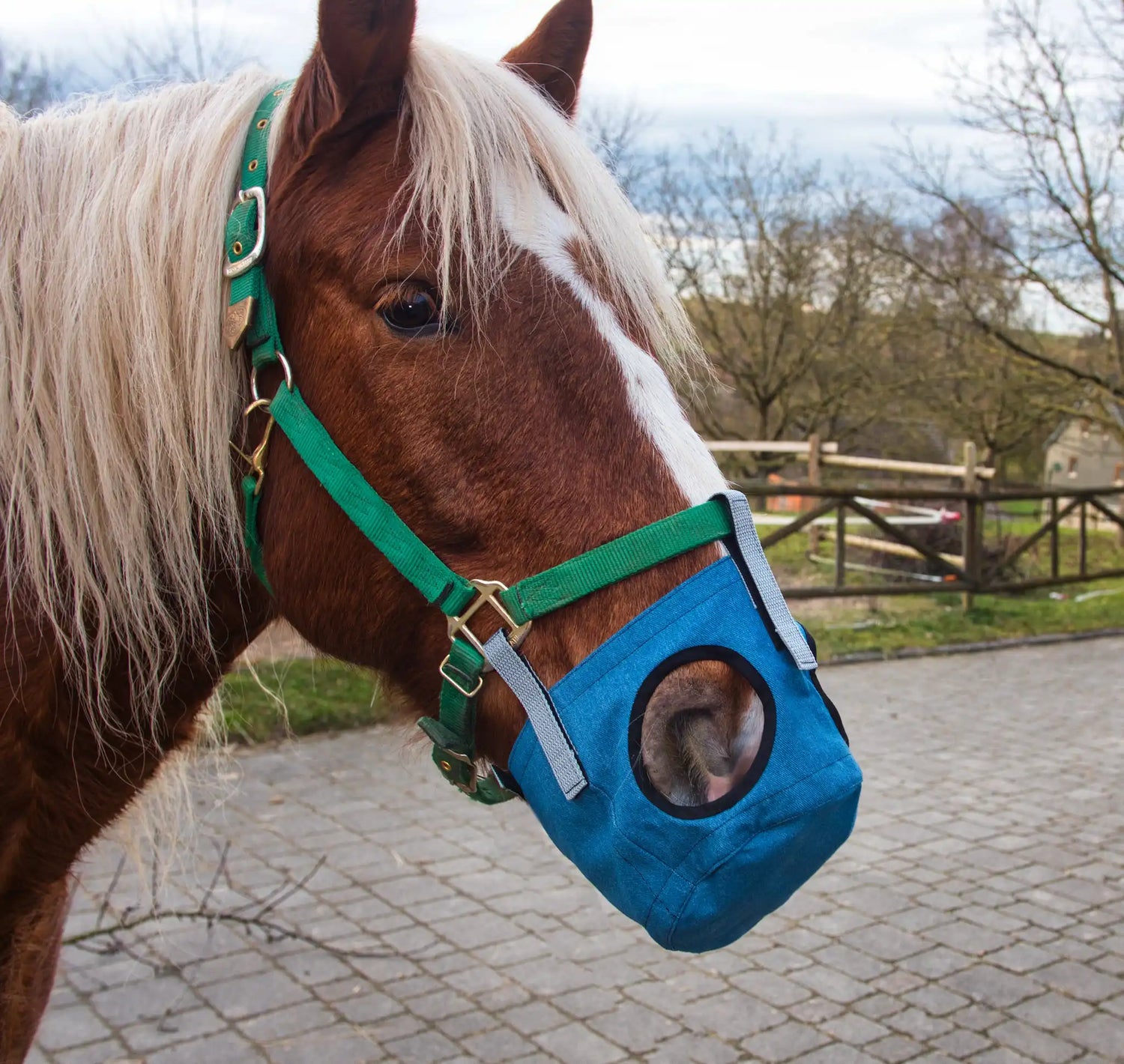 Pferd mit Pferdemaulkorb Fressnixx