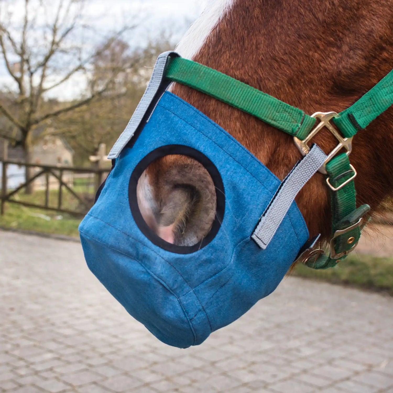 Pferde Maulkorb close up blau